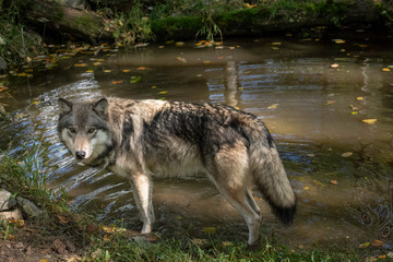 Obraz premium Gray wolf standing in a pond with fall leaves and ripples in the water 