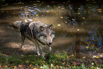 Gray wolf standing in a pond with fall leaves and ripples in the water	