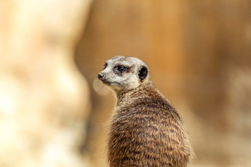 Meerkat looking something at the left