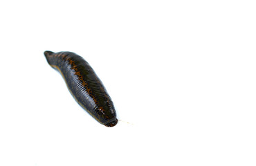 medical leech isolated on white background close up