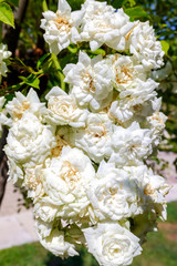Roses, Alba Meidiland, of white color crowded in its rose bush.