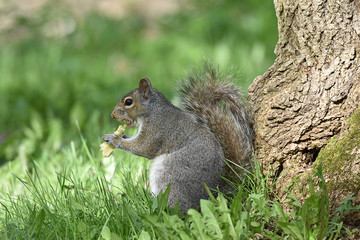 Grey squirrel eating