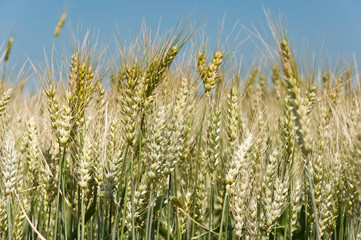 Wheat field