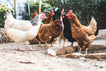 Hens pecking at the soil of an ecological farm to lay boar eggs.