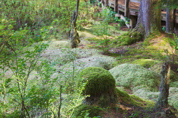View of the moss covering the ground in the Camosun Bog at Pacific Spirit Park;  Foliage in the bog during the summer