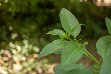 Close-up of the leaves of the plant Populus laurifolia.