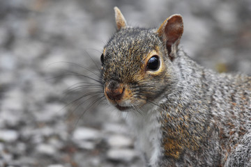 Grey squirrel - Close-up