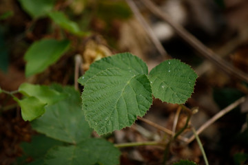 Close-up of the leaves of the European dewberry plant.