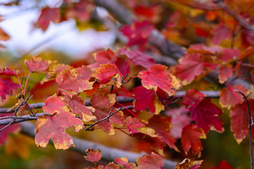 Fototapeta premium maple leaves