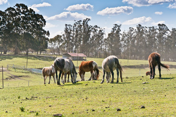 grazing horses