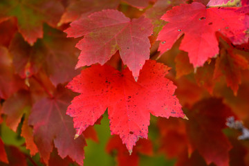 maple leaves