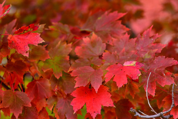 maple leaves