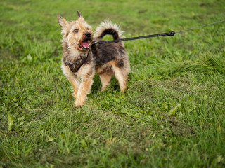 Nice brown Yorkshire terrier on a leash in a field mouth open, looking at the viewer. Selective focus.