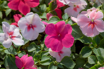 Close-up shot of garden balsam plant. Flowers in pink and white colors. Nearby withdrew the plan.