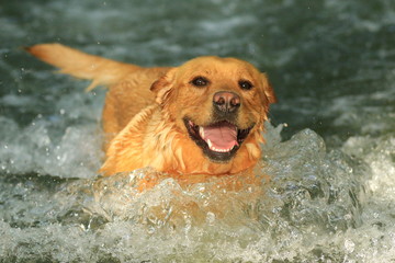 Beiger Labrador im Wasser