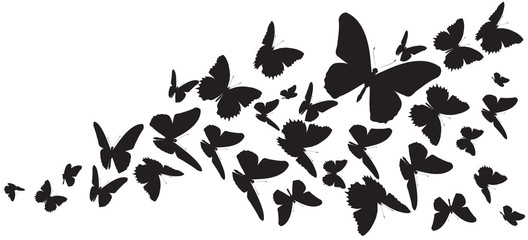 Plakat butterfly267