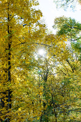 autumn landscape with trees and blue sky