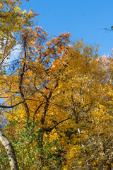 autumn landscape with trees and blue sky