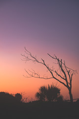 silhouette of a tree in sunrise