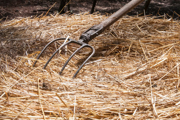 hay with fork 2