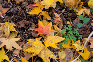 autumn landscape with trees and blue sky