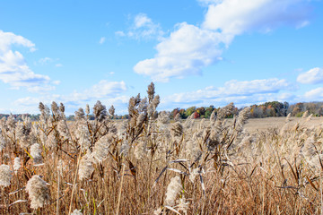 autumn landscape with trees and blue sky