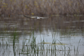 Arctic Tern flying over pond