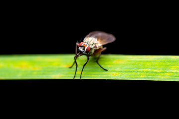 Exotic Drosophila Fruit Fly Diptera Parasite Insect on Green Grass Isolated on Black Background