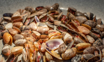 Sea clams, also known as Tellina