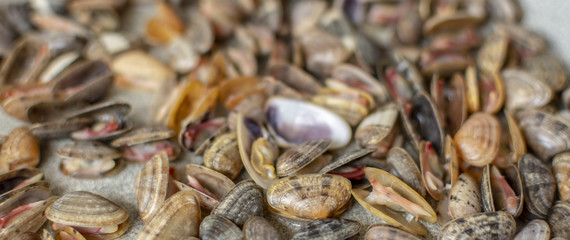 Sea clams, also known as Tellina