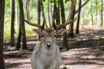 The fallow deer (Dama dama) is native species to Europe.Fallow deer  has a great variability of color from very dark to white