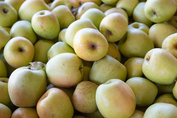 Golden Delicious Apples in the Farmer's Market