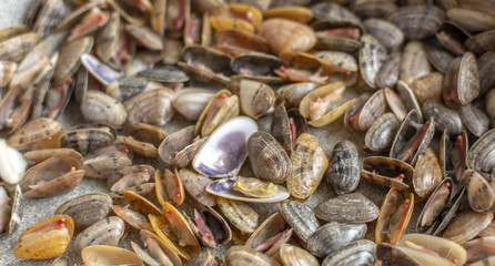 Sea clams, also known as Tellina