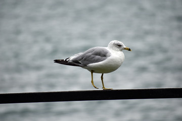 Seagull standing on a ramp