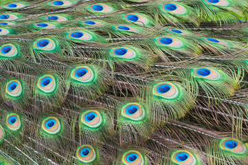 Obraz premium peacock feathers