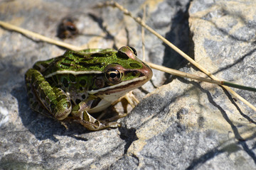 Frog resting on rock