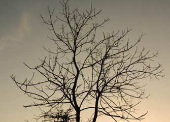 árvore, céu, natureza, inverno