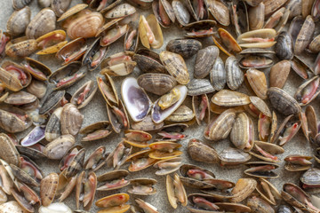 Sea clams, also known as Tellina