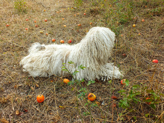 White hungarian shepherd dog puli lies between red and yellow apples on autumnal orchard meadow.