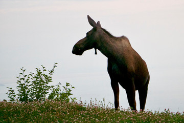 Alaskan City Moose