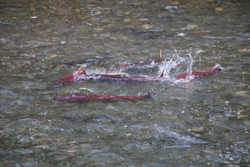 Spawning Salmon