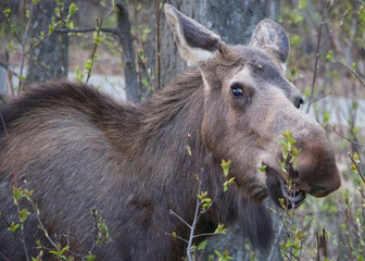 Naklejka na ściany i meble Female Moose