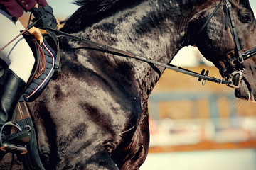 Equestrian sport. Dressage of horses in the arena.