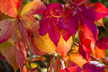 Autumn landscape on a Sunny day - bright red leaves of wild grapes