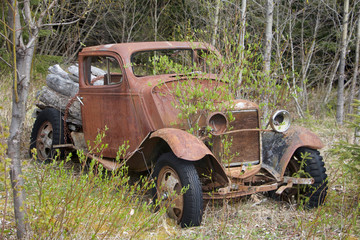 Reclaiming the Forest