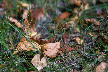 landscape of early autumn, the old Park, trees, green grass, bright red and yellow leaves