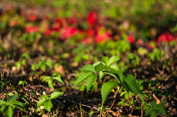 landscape of early autumn, the old Park, trees, green grass, bright red and yellow leaves