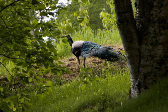 Cock of the Woods