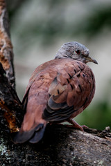Bird dove