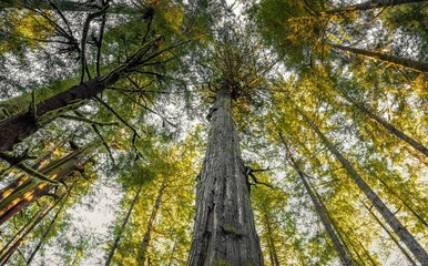 Avatar Grove. Vancouver Island, British Columbia, Canada.